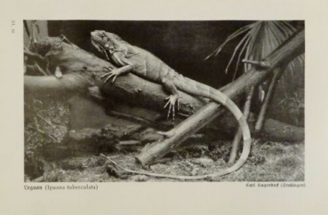 1926 - Leguan / Leguankopf, Ringelnatter - alter Druck